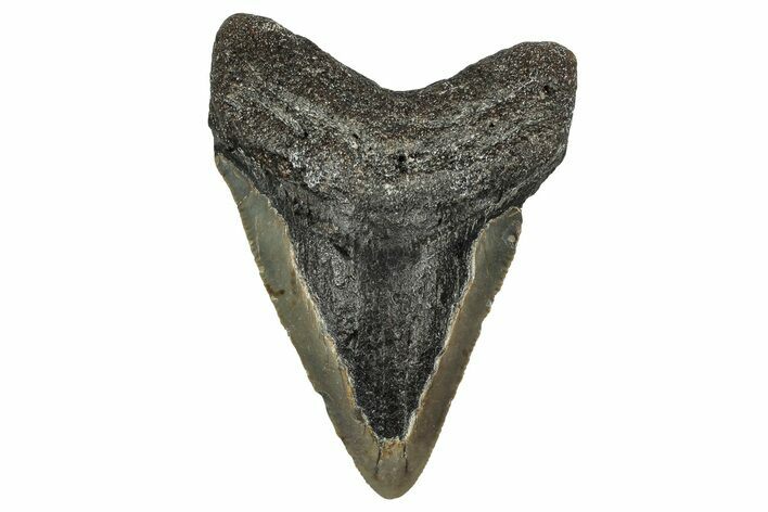 Bargain, Fossil Megalodon Tooth - North Carolina #355745
